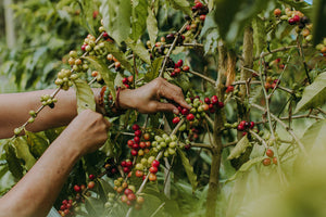 From Cherry to Cup: Celebrate 10 Years of our Harvest Festival