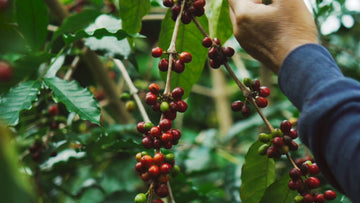 What is Specialty Coffee?