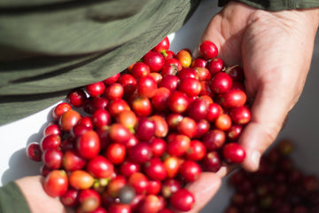 First Harvest 2019