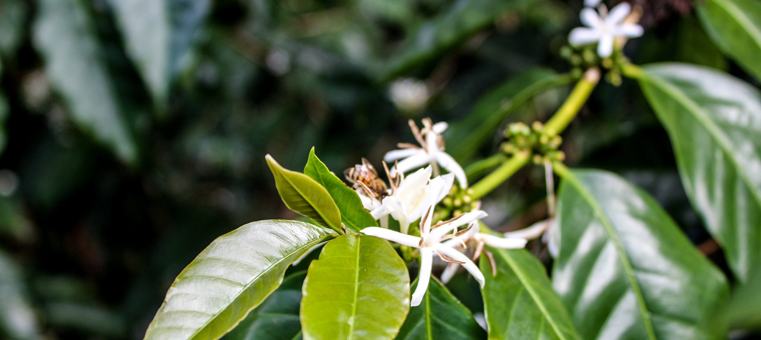 Catching a Buzzzz – Kona Coffee & Tea