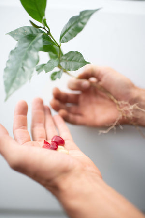The Dans Behind Kona Coffee & Tea
