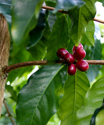Peaberry: the best of the best