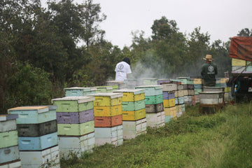 Bees...Nature's Own Caretaker