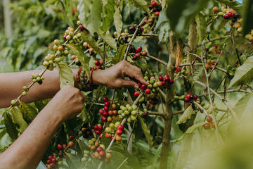 What Does Kona Coffee Taste Like?