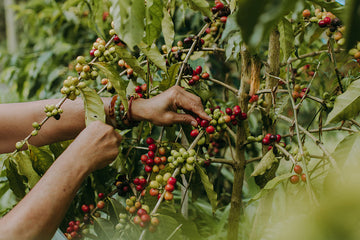 From Cherry to Cup: Celebrate 10 Years of our Harvest Festival