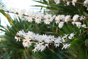 What Is Kona Snow?