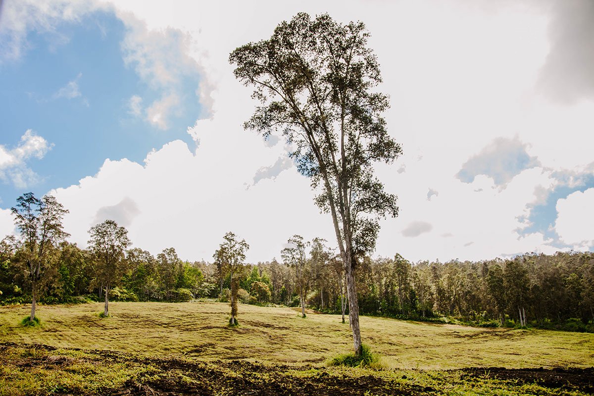 What is Agroforestry? – Kona Coffee & Tea