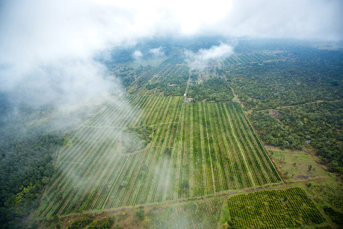 Looking Forward in 2021 – Kona Coffee & Tea