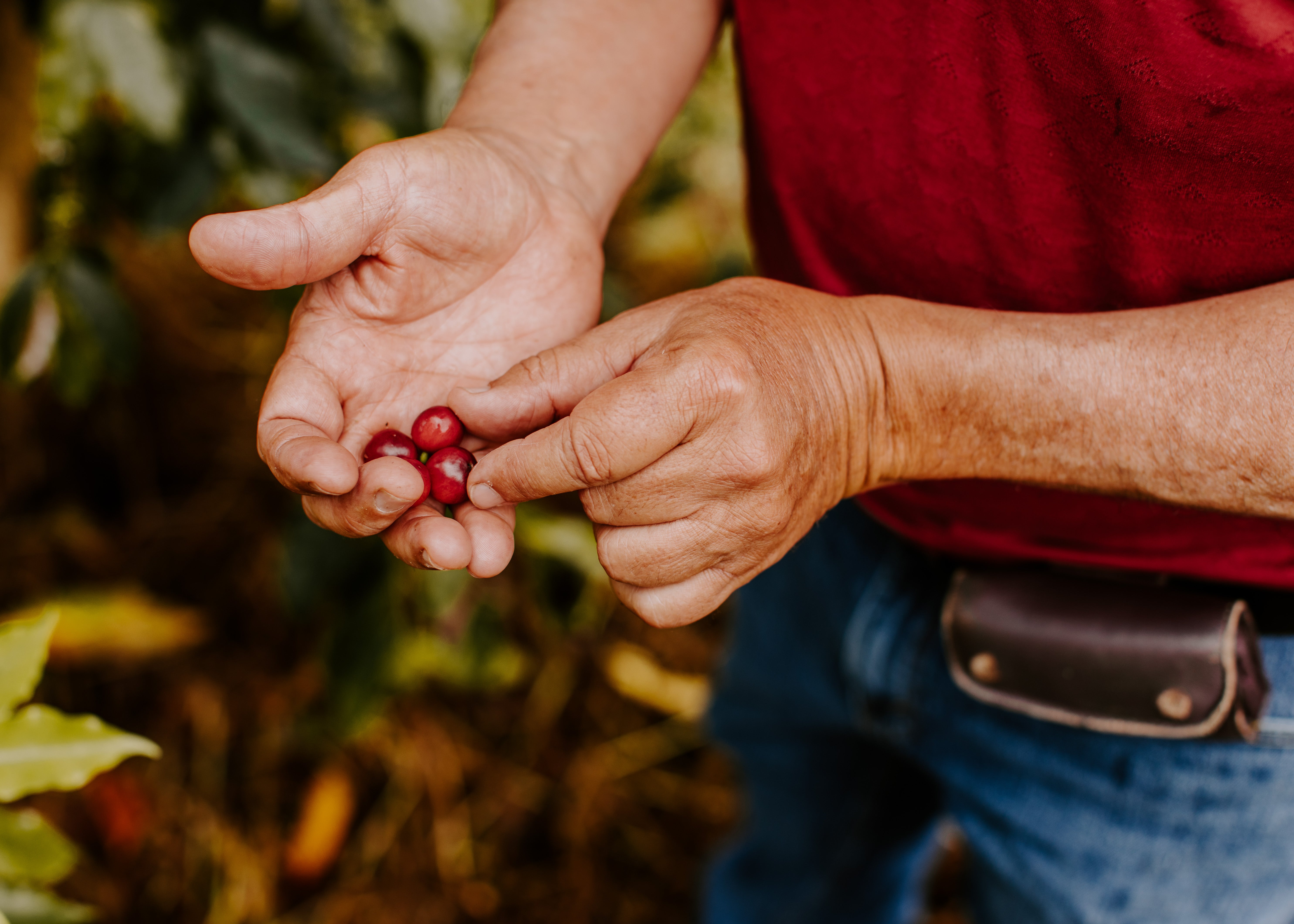Farm Tour – Kona Coffee & Tea