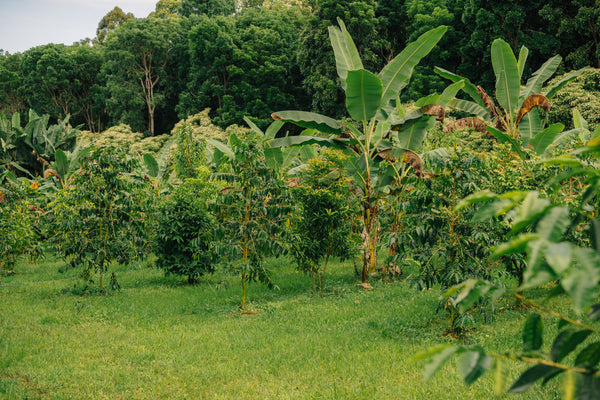 Farm Tour – Kona Coffee & Tea